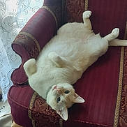 Zeus joined the competition — help win amazing prizes! cat, white_cat, blue_eyes, armchair, red_furniture, indoor, relaxed, pet, animal, curtains, window_light, upside_down, fluffy, cozy, domestic, feline, resting, home, soft_light, comfortable