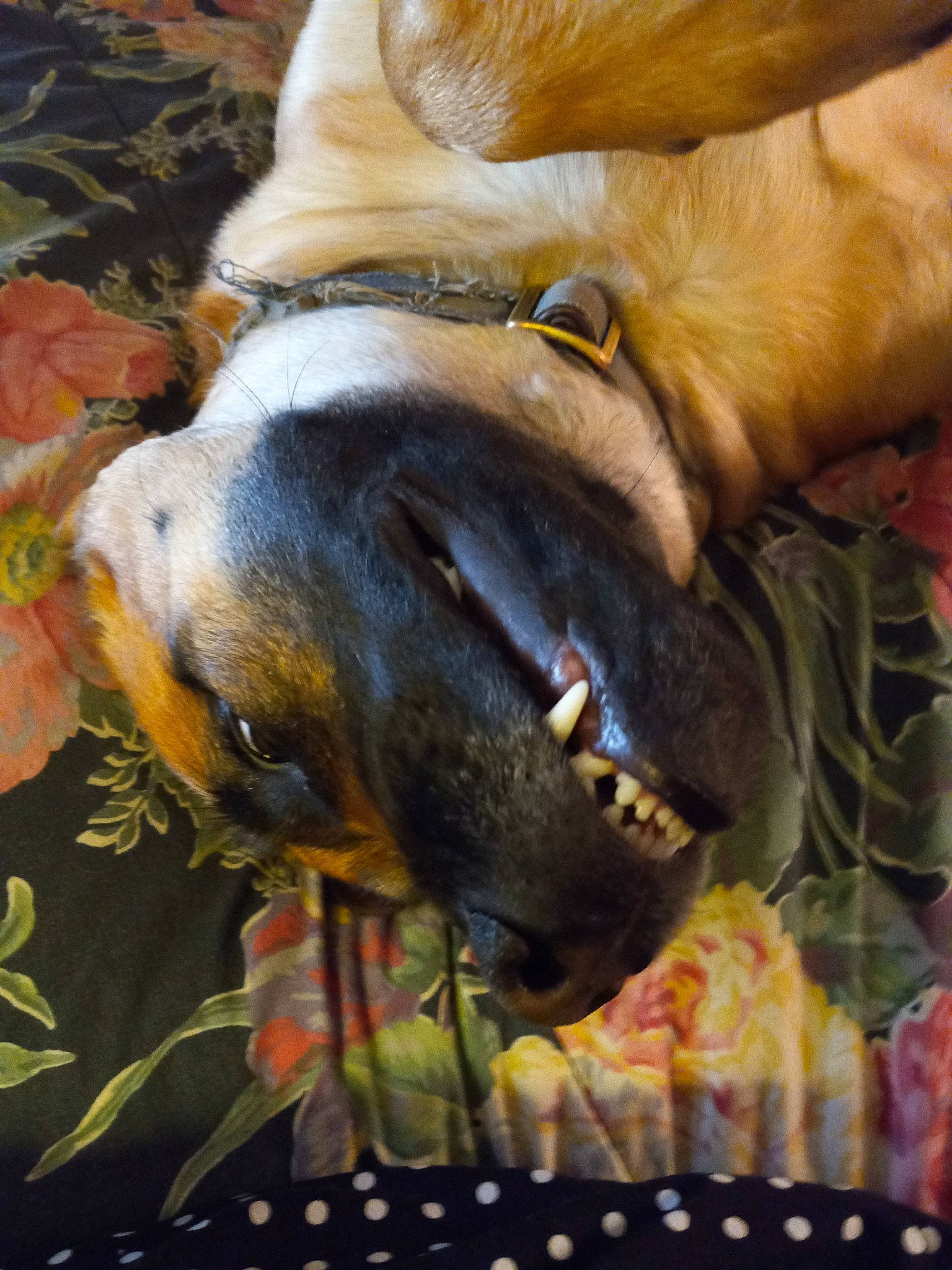 Bobo joined the competition — help win amazing prizes! bridle, canidae, carnivore, collar, dog_breed, fawn, fur, grass, liver, livestock, mane, organism, pack_animal, plant, snout, sporting_group, terrestrial_animal, whiskers, working_animal, wrinkle