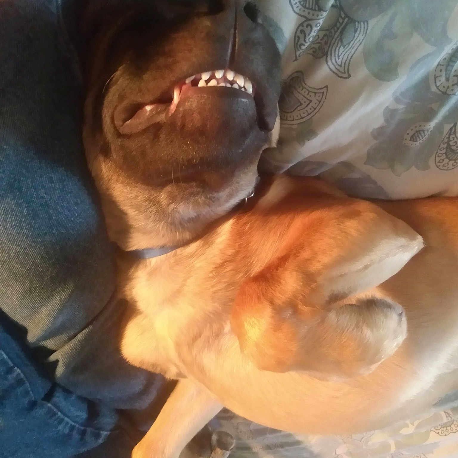 Bobo
