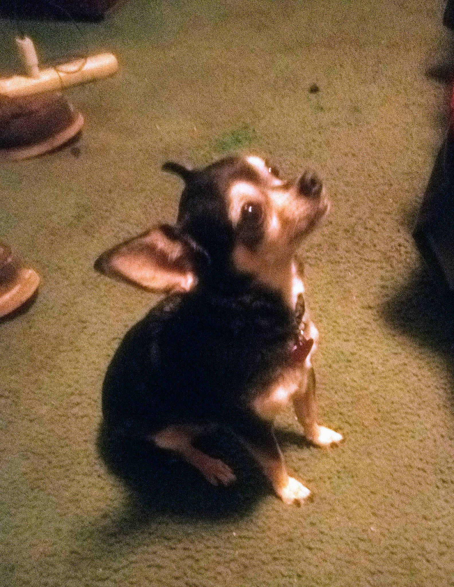 Abby joined the competition — help win amazing prizes! canidae, carnivore, chihuahua, companion_dog, dog, dog_breed, fawn, flooring, fur, herding_dog, paw, russkiy_toy, shadow, sporting_group, tail, tints_and_shades, toy_dog, whiskers, wood, working_animal