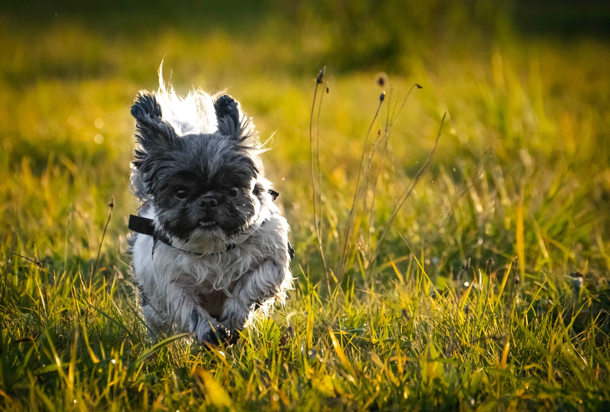 Harley participe au concours pour gagner de l'argent avec cette photo : canidae, carnivore, companion_dog, dog, dog_breed, fawn, fur, grass, grassland, hair, pasture, plant, small_terrier, snout, sporting_group, terrestrial_animal, terrier, toy_dog, wildlife, working_animal