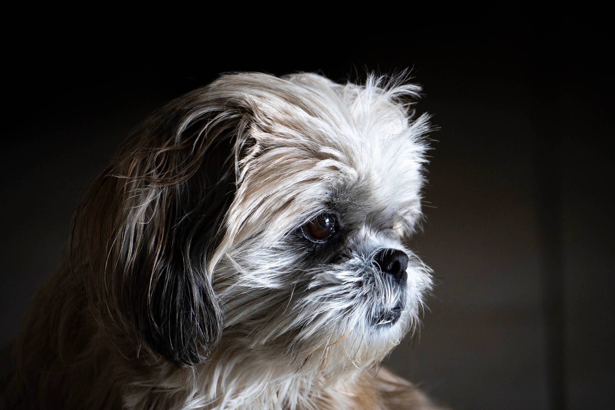 Janna participe au concours pour gagner de l'argent avec cette photo : biewer_terrier, canidae, carnivore, companion_dog, dog, dog_breed, eye, fur, liver, mal_shi, maltepoo, shih_poo, shih_tzu, small_terrier, snout, sporting_group, terrestrial_animal, terrier, toy_dog, whiskers