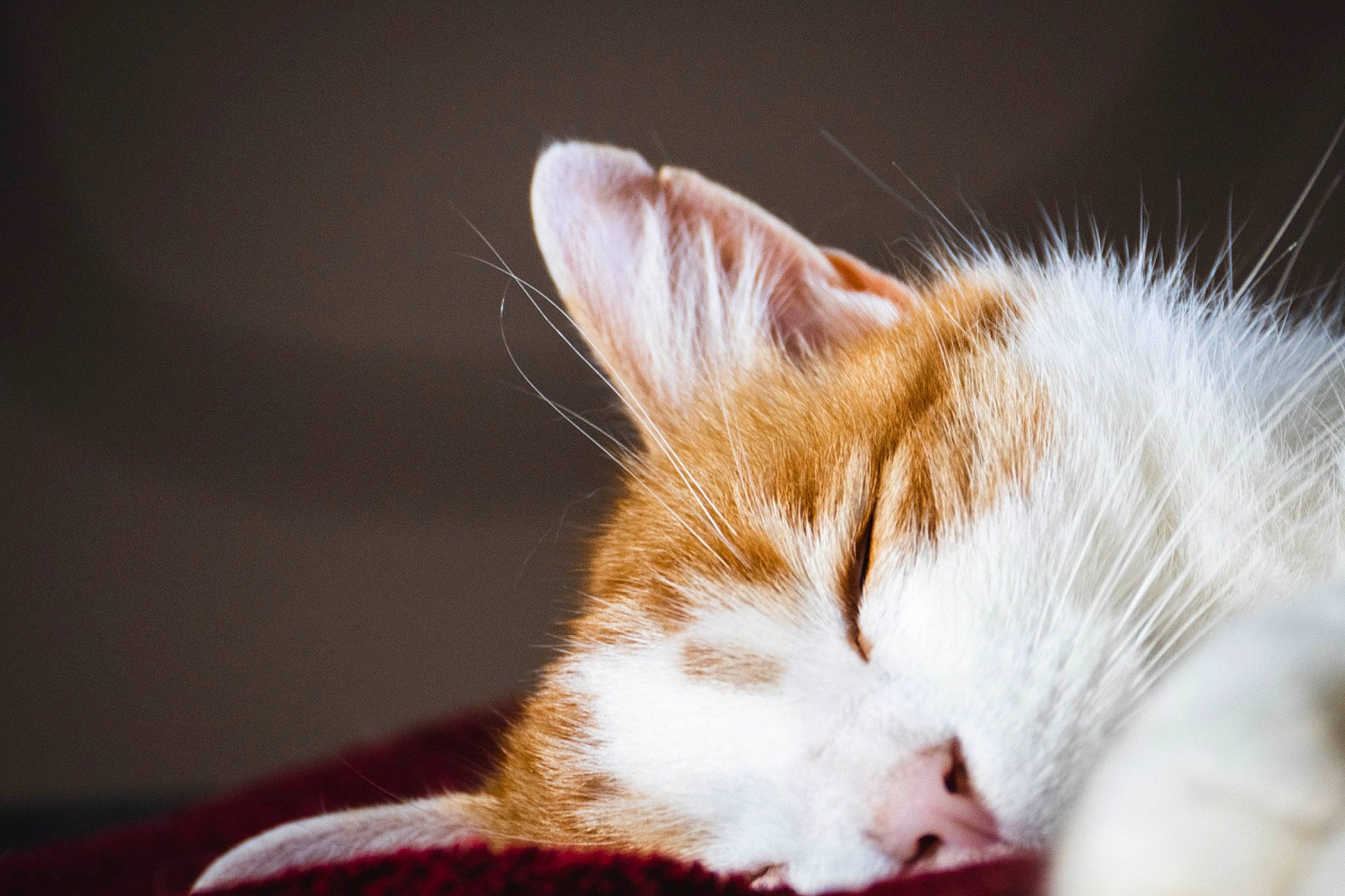 Django a rejoint le concours — aidez-le/la à gagner de superbes lots ! carnivore, cat, cat_supply, claw, comfort, darkness, domestic_short_haired_cat, felidae, fur, macro_photography, nap, paw, sleep, small_to_medium_sized_cats, snout, tail, whiskers, window, wood