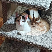 Kalia joined the competition — help win amazing prizes! animal, calico, carpeted, cat, cat_tree, cozy, curious, cute, domestic, feather_toy, feline, furniture, household, indoor, multi_level, pet, relaxed, resting, wood_floor, wood_wall