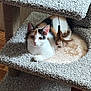animal, calico, carpeted, cat, cat_tree, cozy, curious, cute, domestic, feather_toy, feline, furniture, household, indoor, multi_level, pet, relaxed, resting, wood_floor, wood_wall