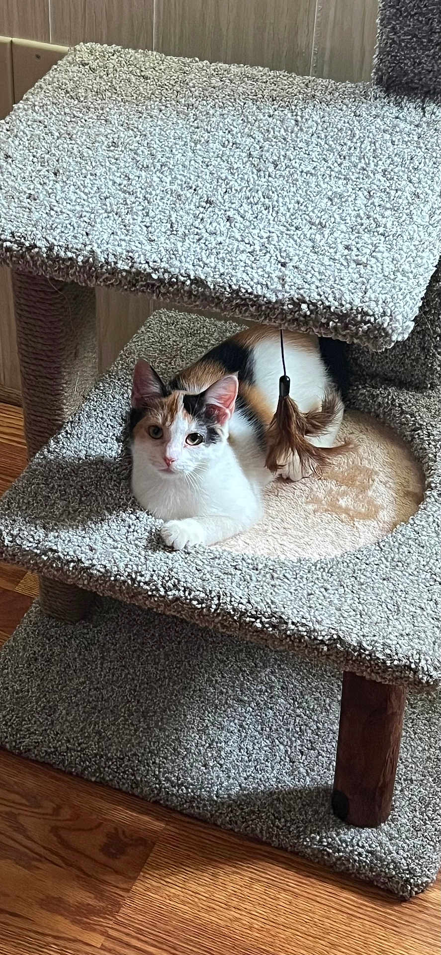 Kalia