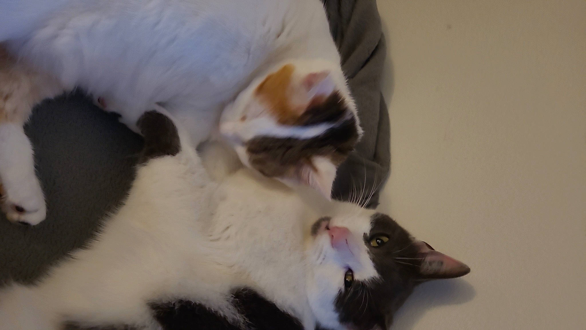 Elliot a rejoint le concours — aidez-le/la à gagner de superbes lots ! carnivore, cat, claw, comfort, companion_dog, dog_breed, domestic_short_haired_cat, fang, felidae, foot, fur, paw, roar, small_to_medium_sized_cats, snout, tail, terrestrial_animal, whiskers