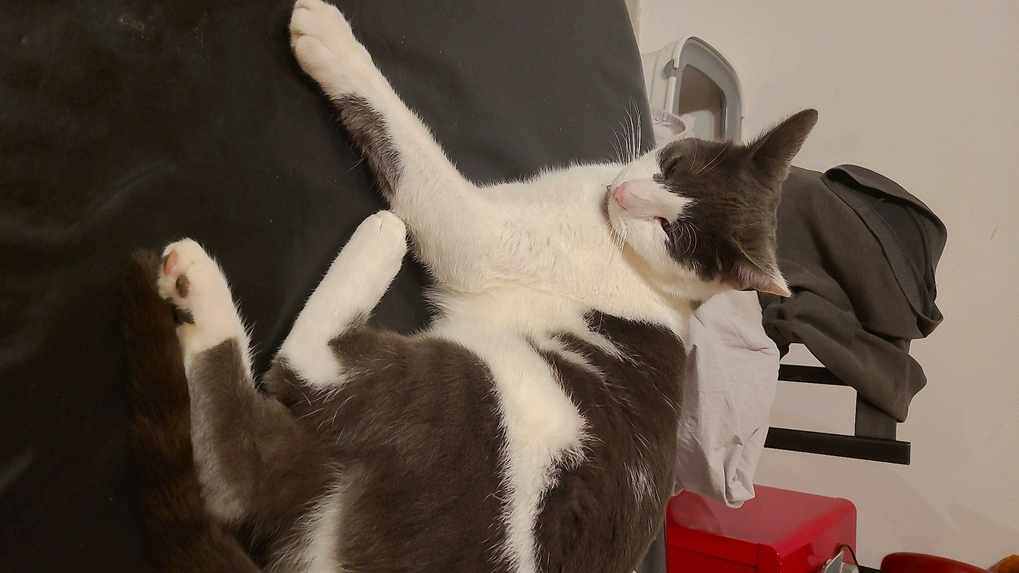 Elliot a rejoint le concours — aidez-le/la à gagner de superbes lots ! balinese, carnivore, cat, comfort, domestic_short_haired_cat, felidae, fur, gesture, monochrome, monochrome_photography, paw, small_to_medium_sized_cats, tail, thai, whiskers, window