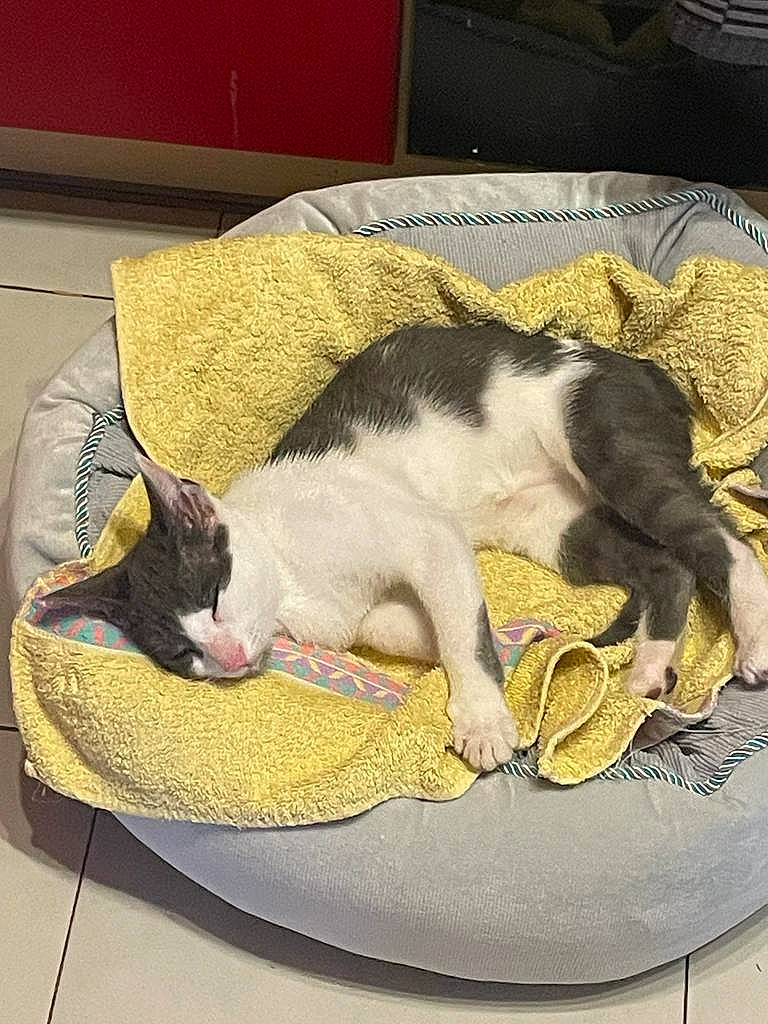 Elliot a rejoint le concours — aidez-le/la à gagner de superbes lots ! animal_feed, carnivore, cat, cat_supply, comfort, companion_dog, dog_breed, domestic_short_haired_cat, felidae, fur, linens, mammal, nap, paw, pet_supply, room, small_to_medium_sized_cats, tail, vertebrate, whiskers