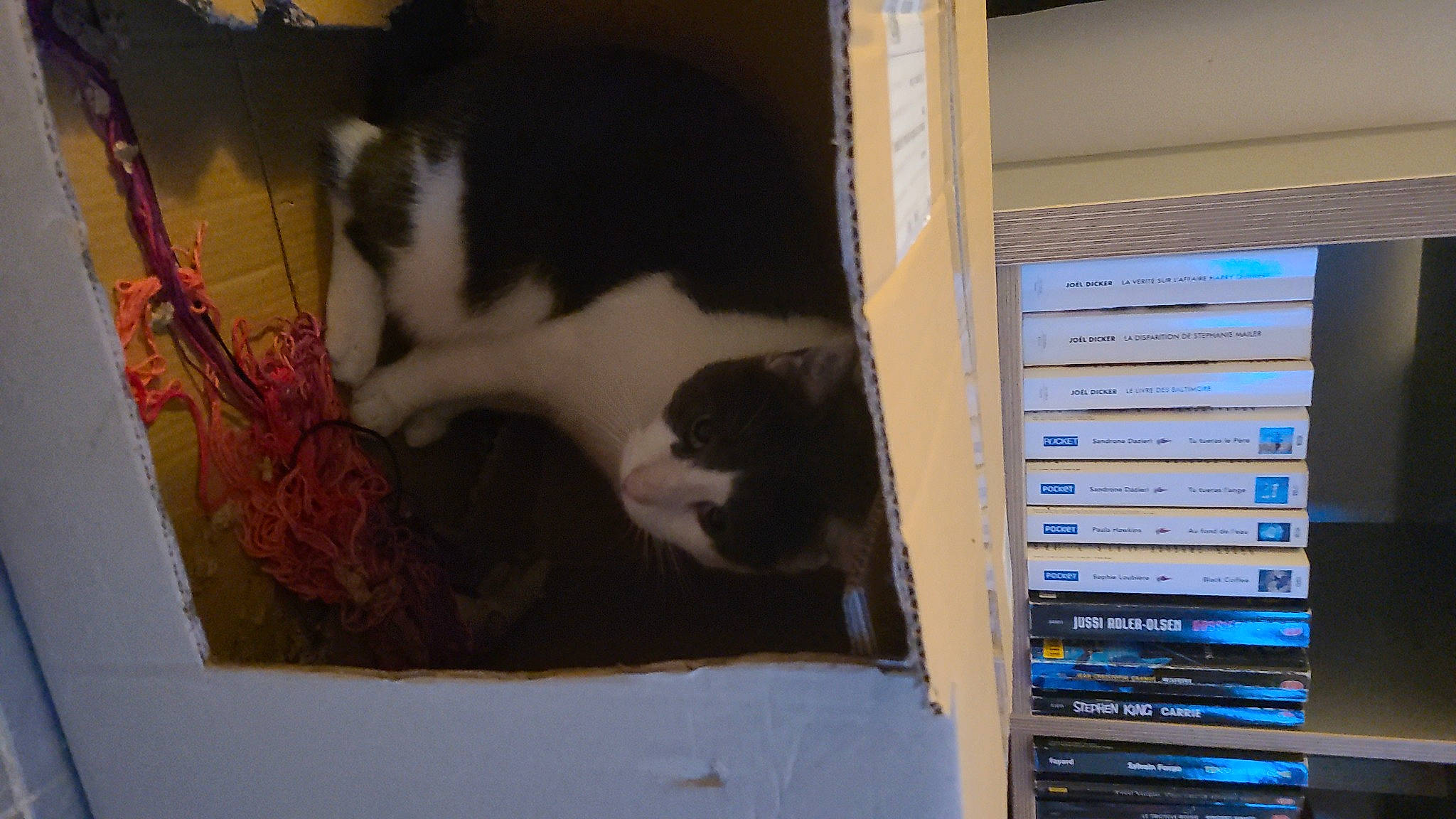 Elliot participe au concours pour gagner de l'argent avec cette photo : art, carmine, carnivore, cat, domestic_short_haired_cat, electric_blue, felidae, fur, machine, pet_supply, room, small_to_medium_sized_cats, tail, vertebrate, visual_arts, whiskers