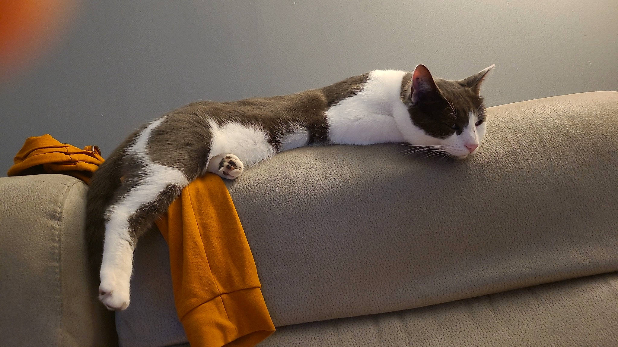 Elliot a rejoint le concours — aidez-le/la à gagner de superbes lots ! carmine, carnivore, cat, claw, comfort, domestic_short_haired_cat, felidae, fur, grey, linens, paw, small_to_medium_sized_cats, snout, tail, whiskers, wood