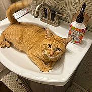 Meemo is registered to the contest to win money with this photo: bathroom, cat, claws, closeup, countertop, curled_tail, domestic_animal, faucet, fur, looking_at_camera, orange_cat, paw, pet, relaxing, sink, soap_bottle, tabby, tile_floor, tile_wall, whiskers