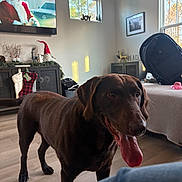 Charlie is registered to the contest to win money with this photo: backpack, cabinet, chocolate_labrador, christmas_decor, decorations, dog, happy, holiday, home, indoor, living_room, pet, picture_frame, santa, stockings, sunlight, television, tongue_out, window, wooden_floor