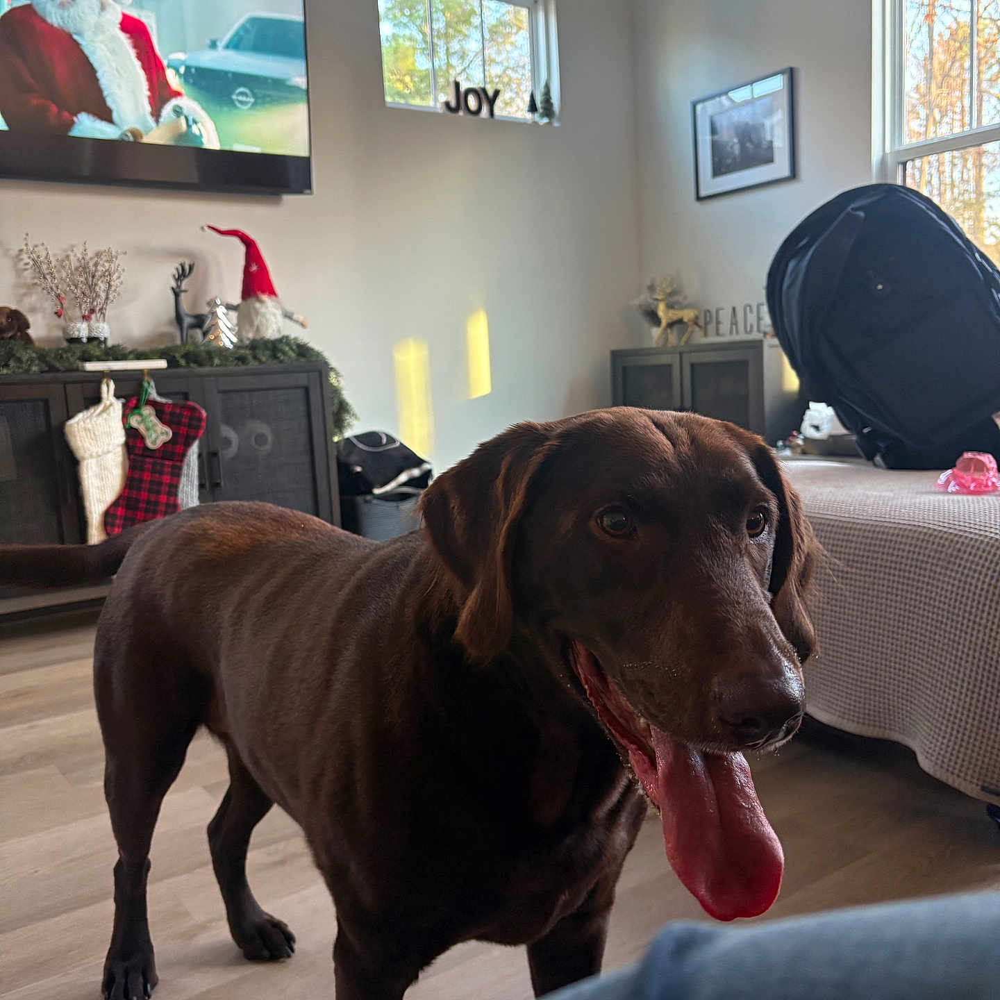 Charlie is registered to the contest to win money with this photo: backpack, cabinet, chocolate_labrador, christmas_decor, decorations, dog, happy, holiday, home, indoor, living_room, pet, picture_frame, santa, stockings, sunlight, television, tongue_out, window, wooden_floor