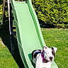 animal, backyard, canine, collar, daylight, dog, grass, green_slide, happy, leisure, nature, outdoor, park, pet, pet_accessory, playground, slide, summer, sunny, wooden_structure