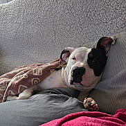 Stella a rejoint le concours — aidez-le/la à gagner de superbes lots ! dog, sleeping, blanket, couch, indoor, cozy, pet, resting, white, black, paw, relaxed, fur, comfort, home, animal, nap, cute, ears, lying_down