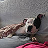 animal, black, blanket, comfort, couch, cozy, cute, dog, ears, fur, home, indoor, lying_down, nap, paw, pet, relaxed, resting, sleeping, white