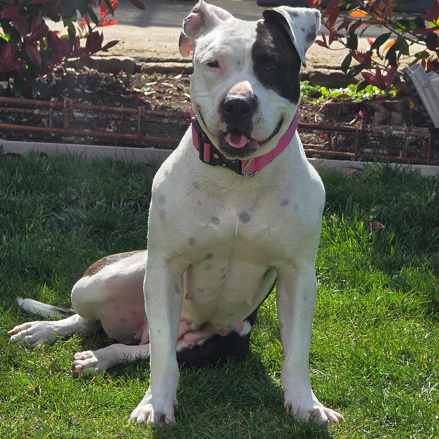 Stella a rejoint le concours — aidez-le/la à gagner de superbes lots ! dog, outdoor, grass, sunlight, collar, pet, animal, happy, smiling, sitting, garden, greenery, nature, canine, mammal, leafy_plants, daylight, cute, domestic_animal, pink_collar