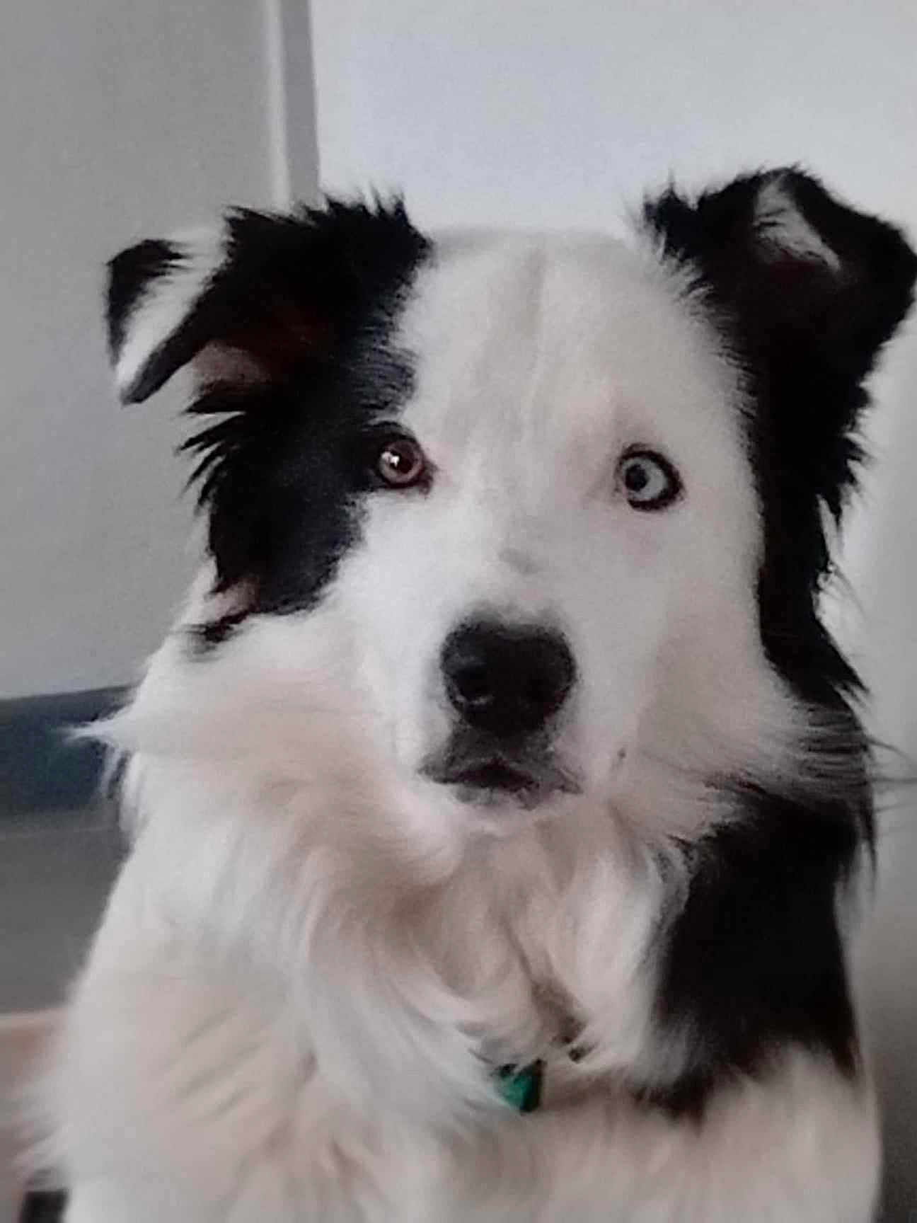 Valentin participe au concours pour gagner de l'argent avec cette photo : dog, black_and_white, heterochromia, close_up, indoor, pet, canine, fur, ears, eyes, nose, portrait, looking, animal, domestic_animal, mammal, face, whiskers, collar, curious