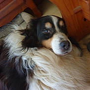 Jazz a rejoint le concours — aidez-le/la à gagner de superbes lots ! dog, pet, indoor, fur, tricolor, canine, resting, wooden_furniture, floor, closeup, animal, companion, cozy, domestic, mammal, portrait, laying_down, relaxed, friendly, cute