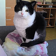 Mimine participe au concours pour gagner de l'argent avec cette photo : cat, black_and_white, indoor, couch, blanket, furniture, portrait, wooden_cabinet, floor, curious, pet, cozy, living_room, domestic_animal, sitting, cute, animal, whiskers, soft_fabric, relaxed