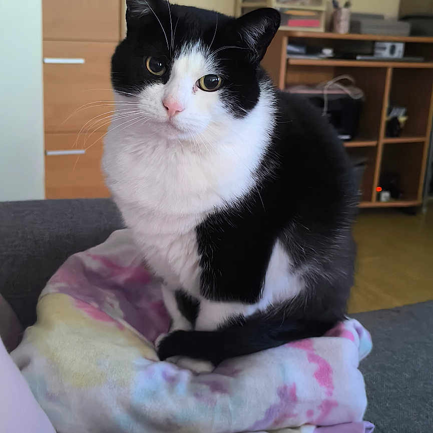 Mimine participe au concours pour gagner de l'argent avec cette photo : cat, black_and_white, indoor, couch, blanket, furniture, portrait, wooden_cabinet, floor, curious, pet, cozy, living_room, domestic_animal, sitting, cute, animal, whiskers, soft_fabric, relaxed