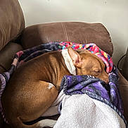 Thor is registered to the contest to win money with this photo: dog, sleeping, blanket, brown, white, couch, indoor, pet, resting, cozy, fur, animal, relaxed, comfortable, household, domestic, snuggling, side_view, quiet, peaceful