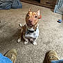 Thor joined the competition — help win amazing prizes! dog, carpet, shoes, jeans, toy, blanket, furniture, collar, indoor, pet, floor, brown, white, ears, tail, eyes, nose, sitting, looking_up, living_room