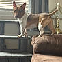 Thor is registered to the contest to win money with this photo: dog, pet, indoor, furniture, couch, cat_tree, window, blinds, curtain, brown, white, ears, standing, animal, domestic, living_room, carpeted, side_view, home, small_dog