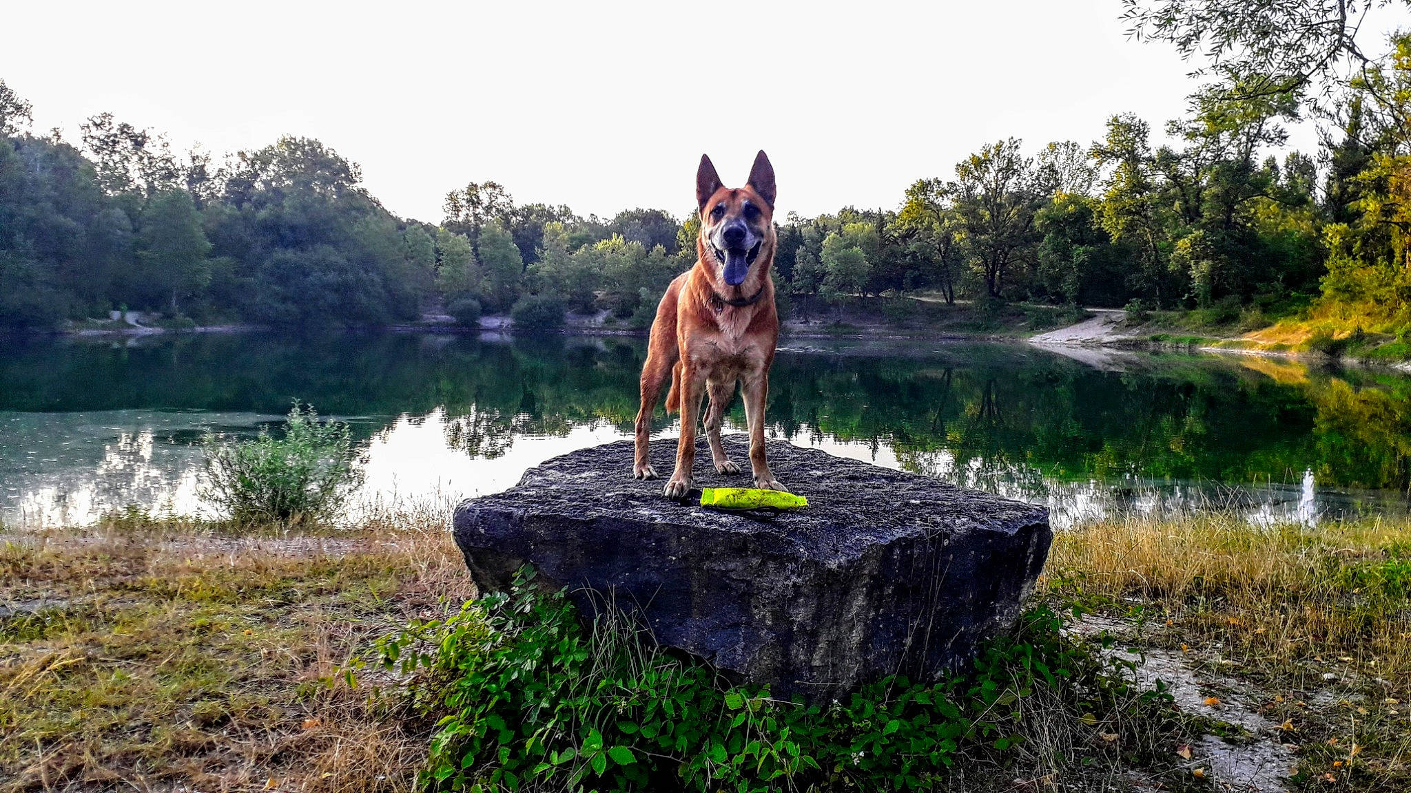 Youba a rejoint le concours — aidez-le/la à gagner de superbes lots ! bank, carnivore, dog_breed, fawn, grass, horse, lacustrine_plain, lake, landscape, leisure, natural_landscape, pack_animal, plant, recreation, sky, sporting_group, tree, water, wood, working_animal