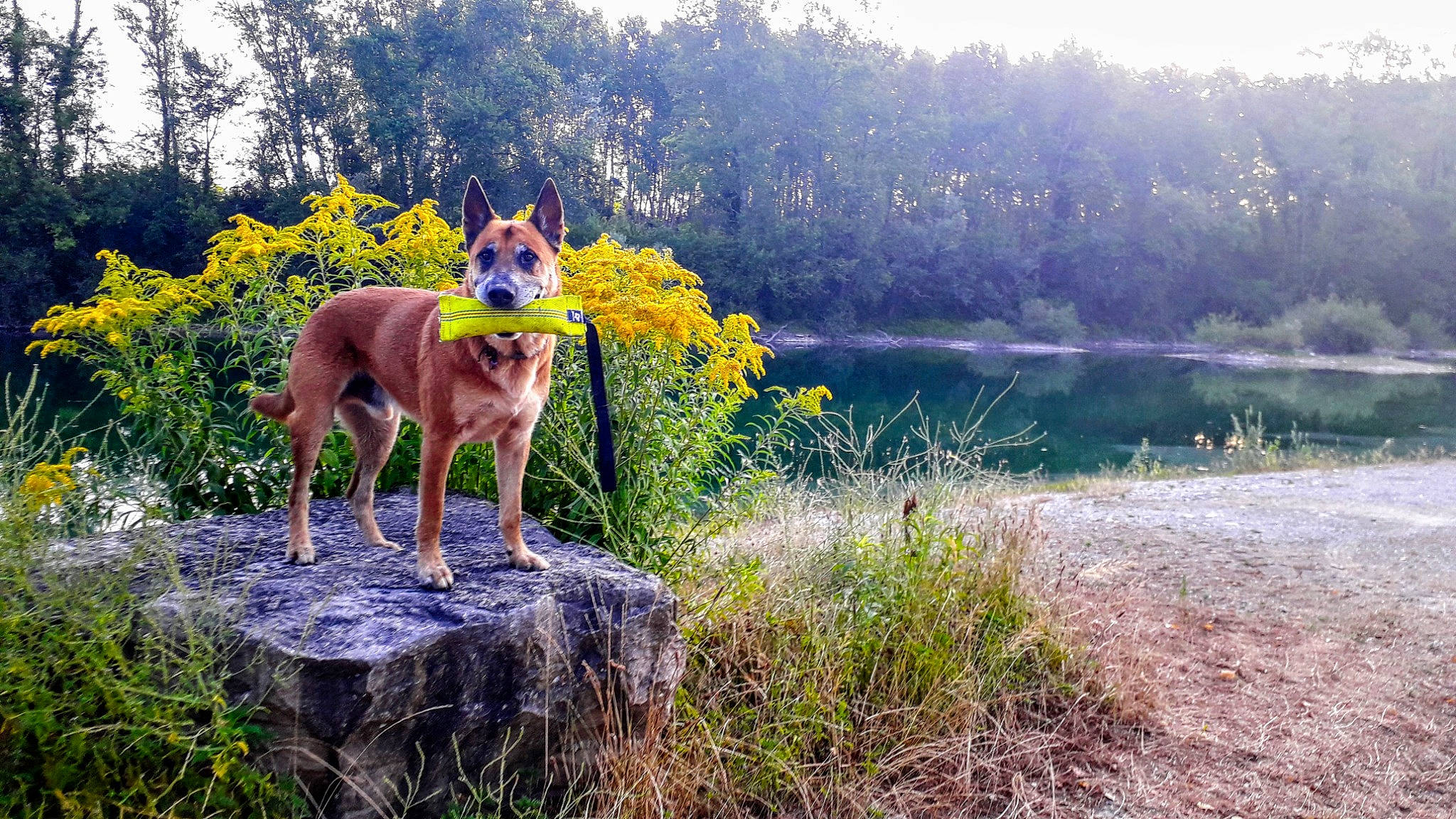Youba a rejoint le concours — aidez-le/la à gagner de superbes lots ! carnivore, dog, dog_breed, electric_blue, fawn, flower, forest, fox, grass, grass_family, lake, landscape, meadow, natural_landscape, plant, shrub, tail, tree, water, wildlife