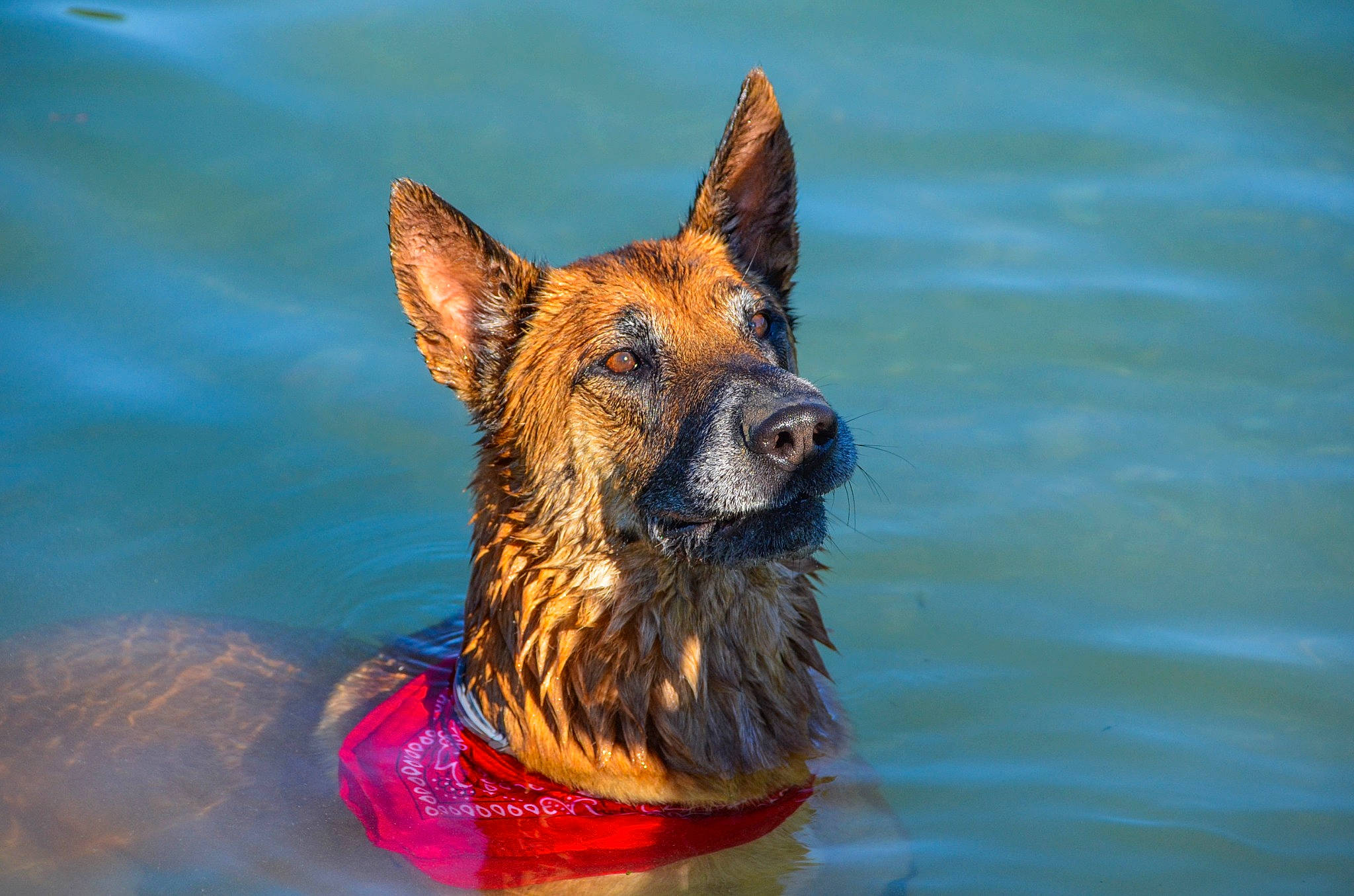 Youba a rejoint le concours — aidez-le/la à gagner de superbes lots ! canidae, carnivore, companion_dog, dog, dog_breed, fawn, fur, guard_dog, herding_dog, lake, liver, non_sporting_group, reflection, snout, sporting_group, water, whiskers, wildlife, working_dog