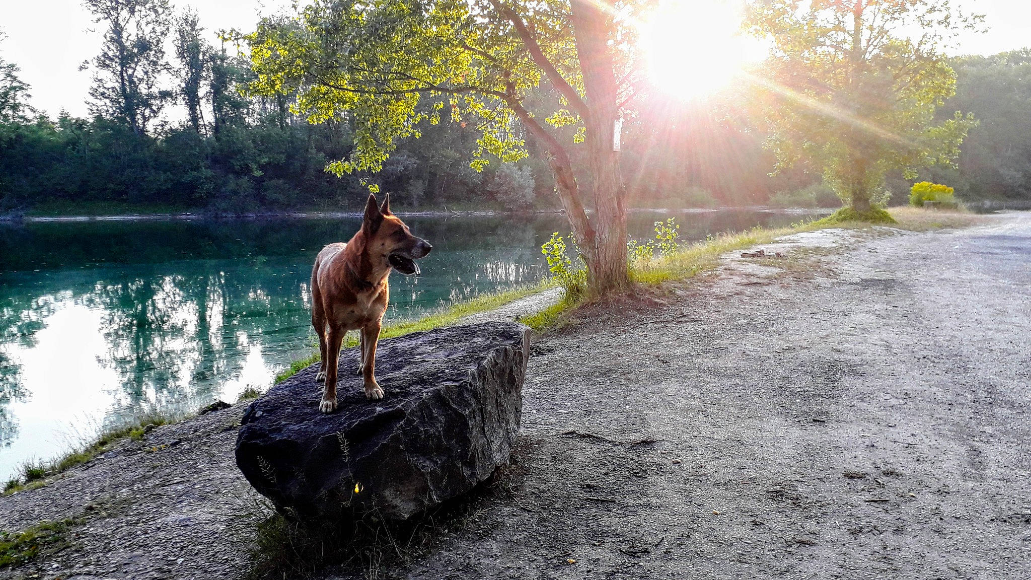Youba participe au concours pour gagner de l'argent avec cette photo : asphalt, carnivore, dog, dog_breed, fawn, forest, grass, lake, landscape, leisure, lens_flare, natural_landscape, plant, road_surface, sky, tree, trunk, water, wood, working_animal