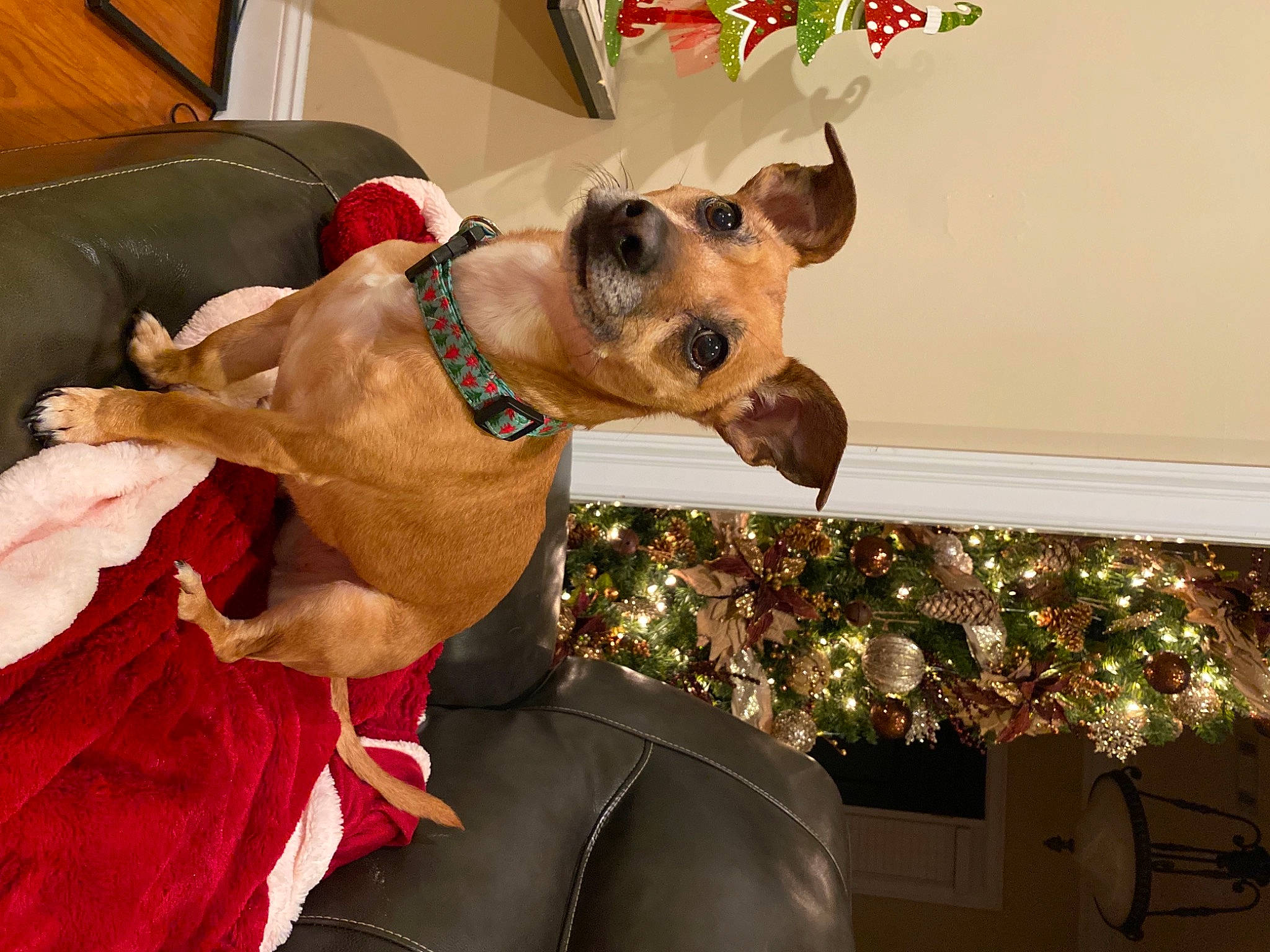 Gabby joined the competition — help win amazing prizes! carnivore, christmas, collar, companion_dog, dog, dog_breed, dog_clothes, dog_collar, dog_supply, event, eyewear, fashion_accessory, fawn, holiday, leash, party_hat, pet_supply, snout, whiskers, working_animal