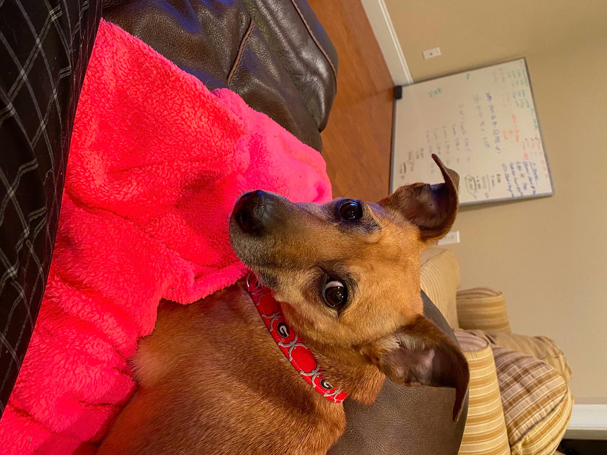 Gabby joined the competition — help win amazing prizes! canidae, carnivore, collar, comfort, companion_dog, dog, dog_breed, dog_collar, dog_supply, fawn, fur, german_shepherd_dog, guard_dog, old_german_shepherd_dog, paw, pet_supply, snout, sporting_group, whiskers, working_animal