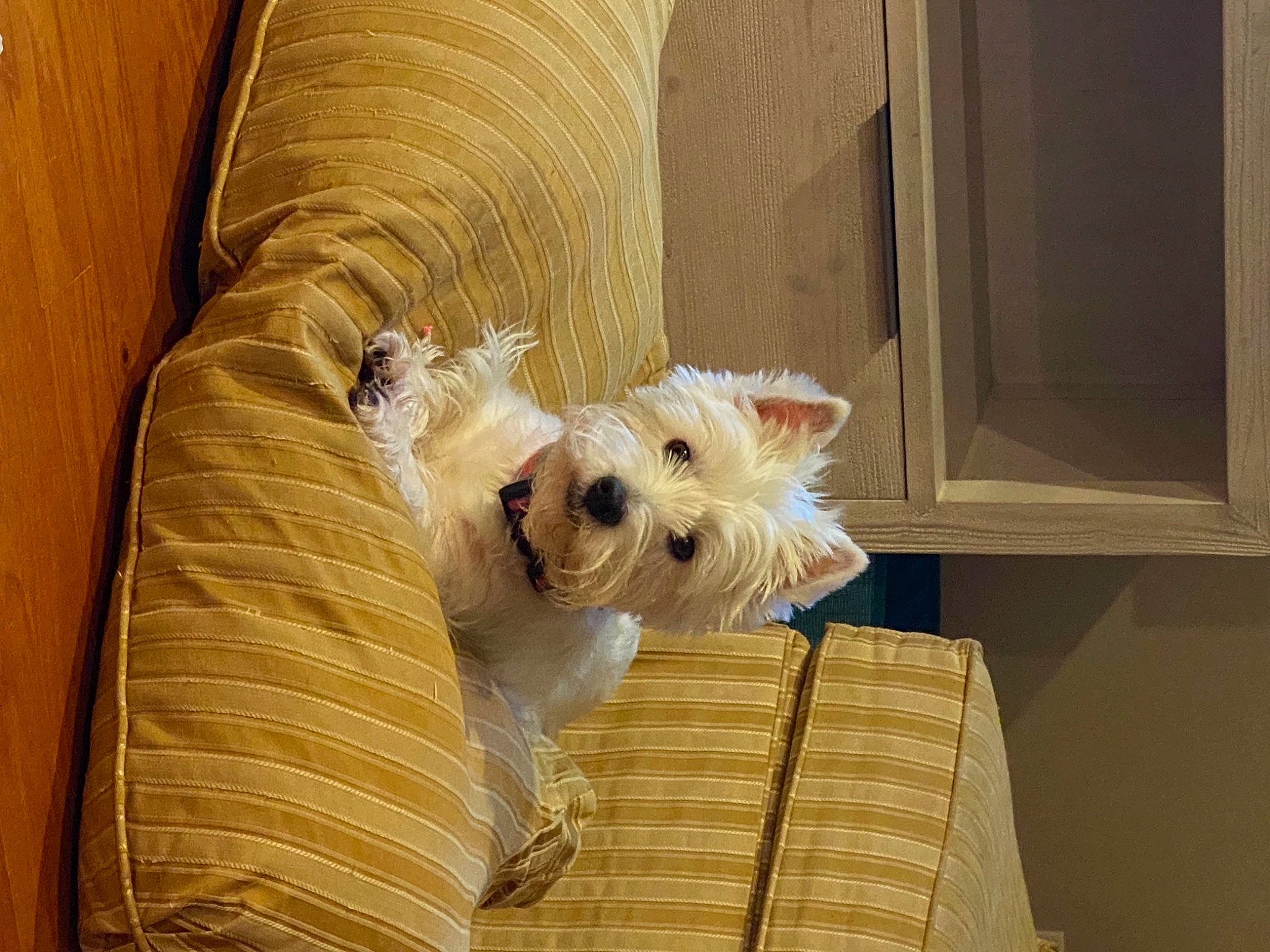 Maggie is registered to the contest to win money with this photo: bichon, canidae, carnivore, comfort, companion_dog, couch, dog, dog_breed, dog_supply, fawn, felidae, flooring, fur, small_terrier, sporting_group, terrier, throw_pillow, toy_dog, wood, working_animal