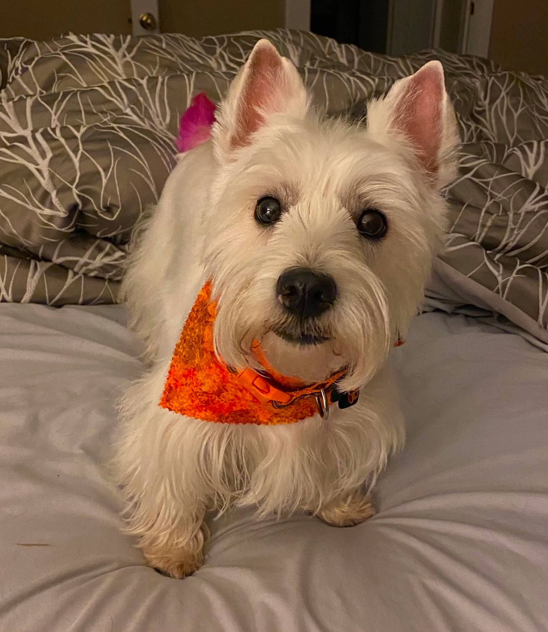 Maggie is registered to the contest to win money with this photo: biewer_terrier, canidae, carnivore, collar, companion_dog, dog, dog_breed, dog_collar, dog_supply, ear, event, fawn, fur, holiday, maltepoo, puppy, small_terrier, terrier, toy_dog, working_animal