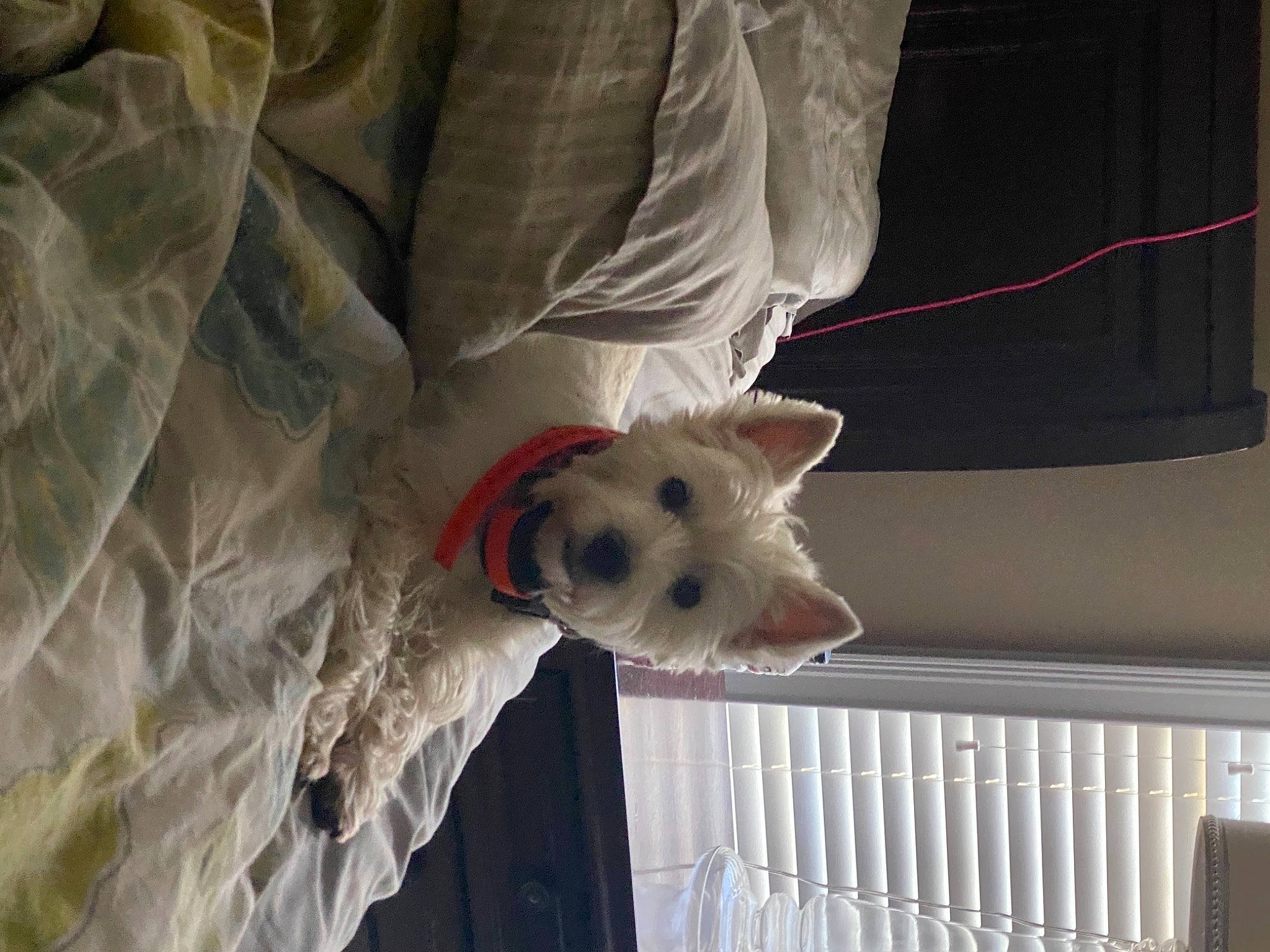 Maggie is registered to the contest to win money with this photo: canidae, carnivore, comfort, companion_dog, dog, dog_breed, dog_clothes, dog_supply, fawn, felidae, fence, fur, linens, small_terrier, snout, sporting_group, terrier, toy_dog, whiskers, working_animal