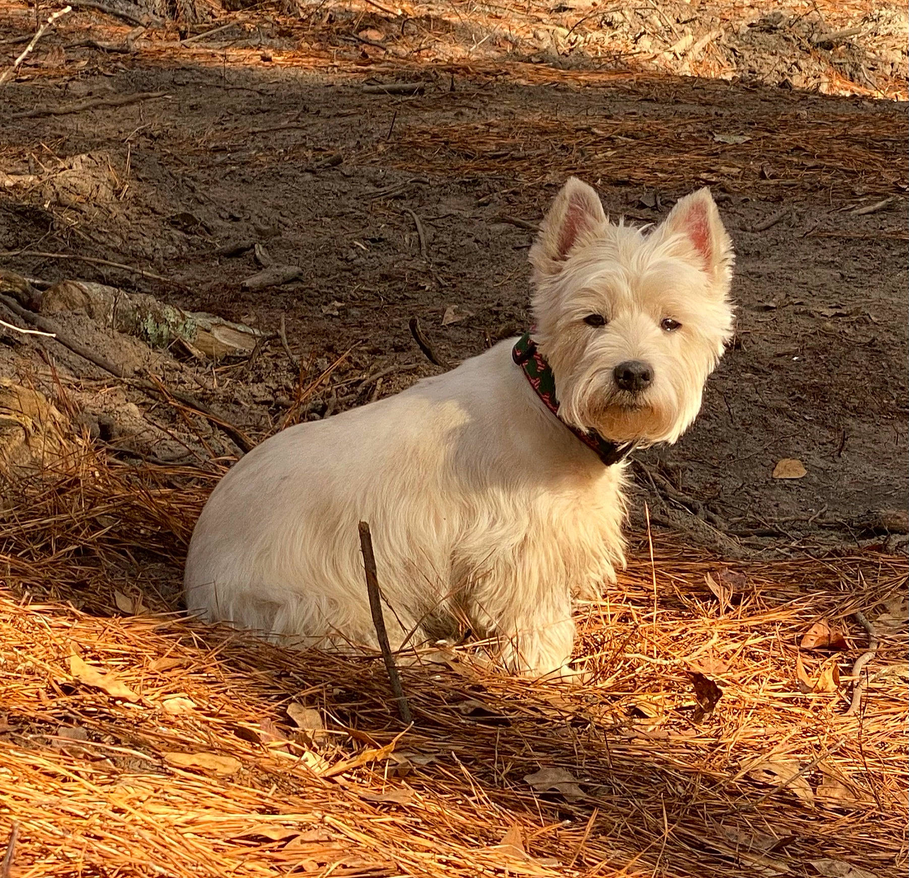 Maggie is registered to the contest to win money with this photo: canidae, carnivore, companion_dog, dog, dog_breed, fawn, fur, grass, non_sporting_group, small_terrier, snout, sporting_group, terrestrial_animal, terrier, wood, working_terrier