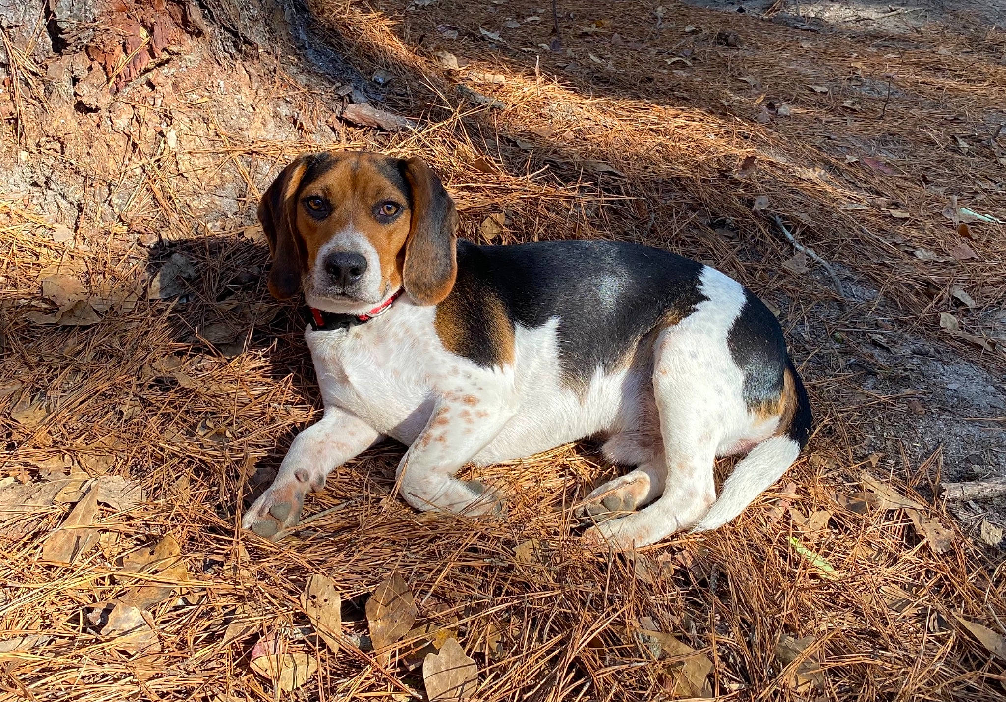 Rocket is registered to the contest to win money with this photo: canidae, carnivore, companion_dog, dog, dog_breed, fawn, grass, hound, hunting_dog, scent_hound, snout, soil, sporting_group, tail, terrestrial_animal