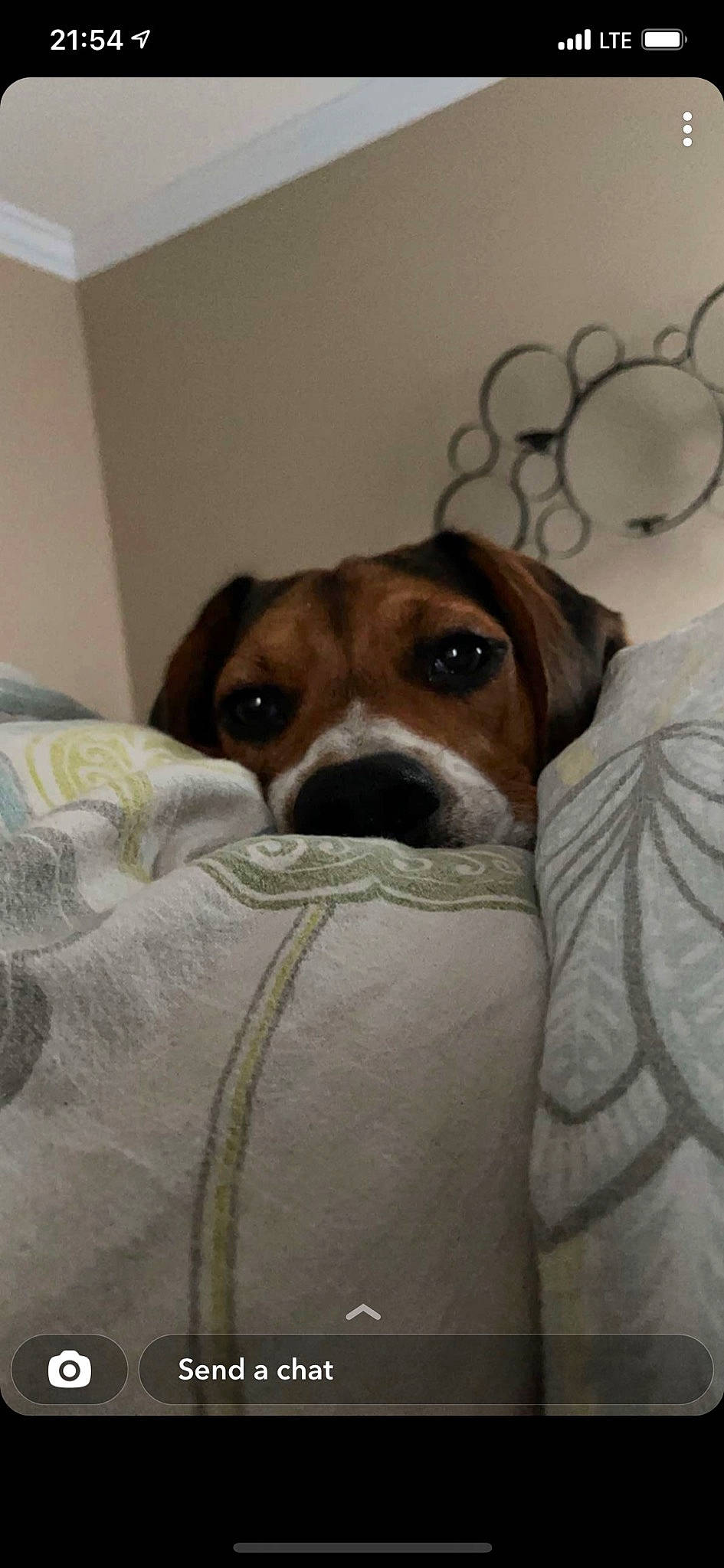 Rocket is registered to the contest to win money with this photo: canidae, carnivore, comfort, companion_dog, couch, dog, dog_breed, ear, fawn, fur, hound, hunting_dog, linens, liver, non_sporting_group, scent_hound, snout, sporting_group, whiskers, working_animal