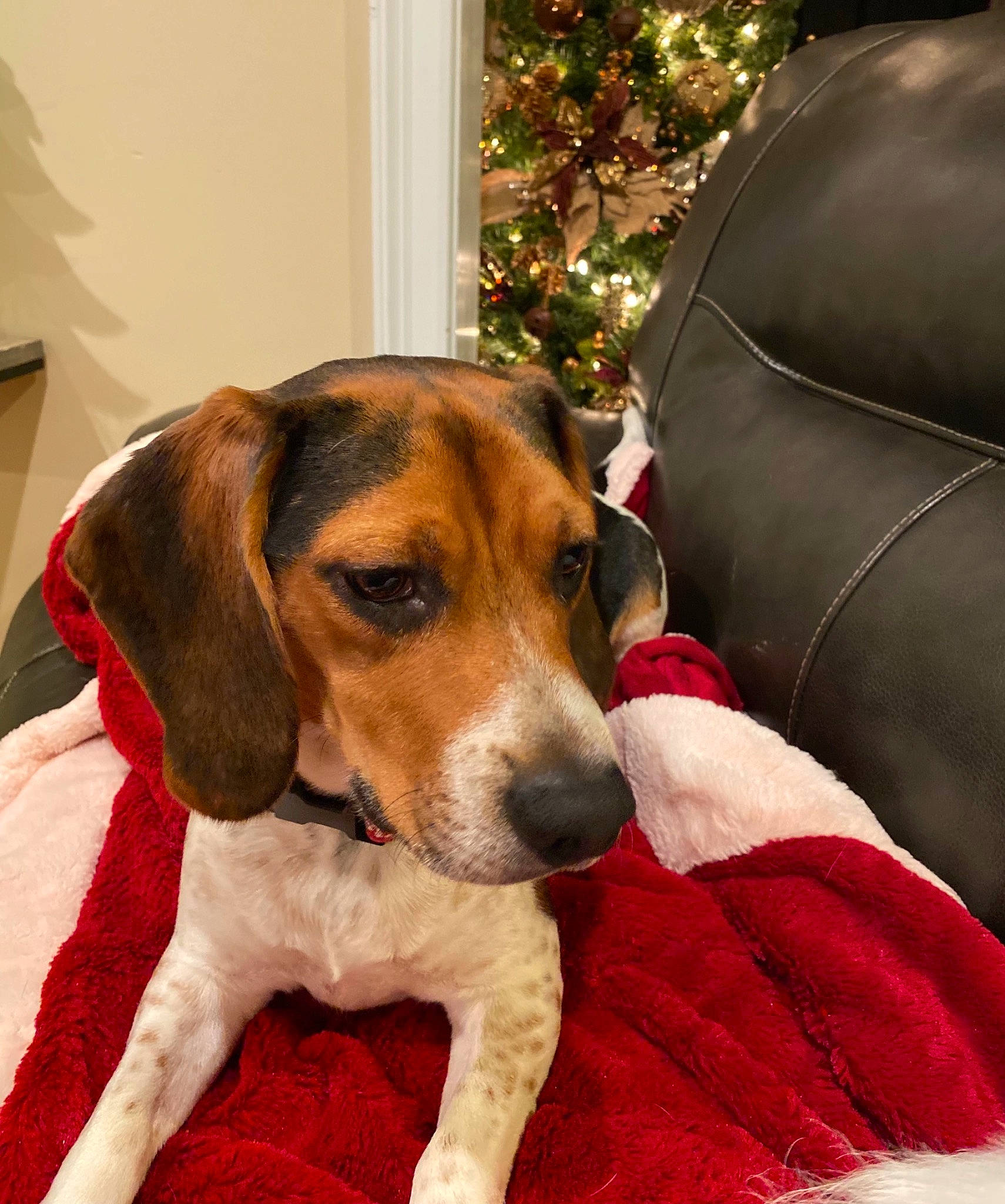 Rocket is registered to the contest to win money with this photo: beagle, carnivore, christmas_decoration, christmas_ornament, christmas_tree, comfort, companion_dog, couch, dog, dog_breed, event, fur, holiday, hound, ornament, scent_hound, snout, sporting_group, tree, whiskers