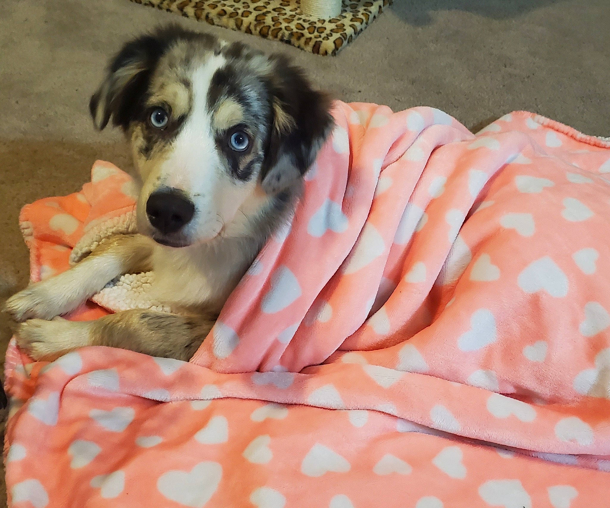 Harvey is registered to the contest to win money with this photo: australian_shepherd, border_collie, bored, carnivore, comfort, companion_dog, couch, dog, dog_breed, fur, herding_dog, linens, pattern, paw, peach, pyrenean_mastiff, terrestrial_animal, working_animal, working_dog