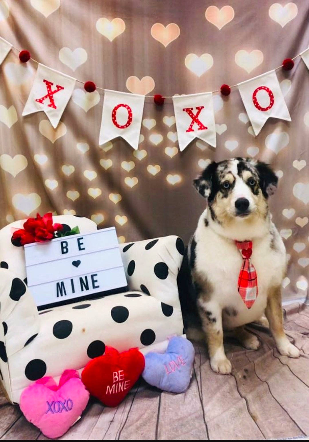 Harvey is registered to the contest to win money with this photo: carmine, carnivore, collar, companion_dog, dog, dog_breed, dog_collar, dog_supply, fashion_accessory, fawn, font, fur, leash, pattern, plant, stuffed_toy, toy, toy_dog, white, working_animal