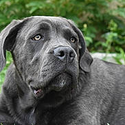 Sigyn participe au concours pour gagner de l'argent avec cette photo : blurred_background, canine, closeup, dog, ears, eyes, garden, grass, grey_coat, large_dog, laying, muzzle, nose, outdoor, pet, portrait, portrait_photography, relaxed, short_fur, whiskers