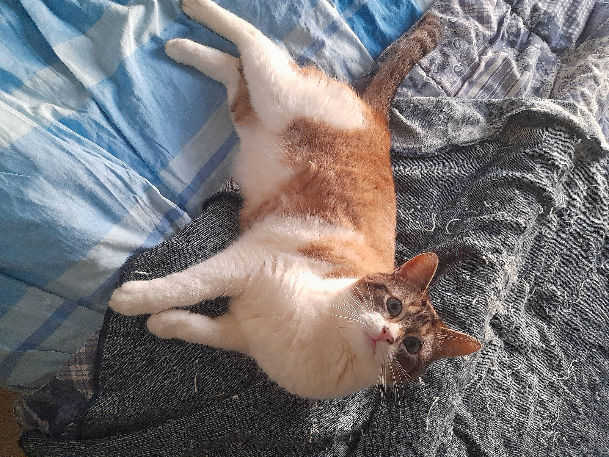 Pepsie participe au concours pour gagner de l'argent avec cette photo : balinese, carnivore, cat, claw, comfort, domestic_short_haired_cat, fawn, felidae, foot, fur, human_leg, linens, paw, siamese, small_to_medium_sized_cats, snout, tail, textile, whiskers, wood