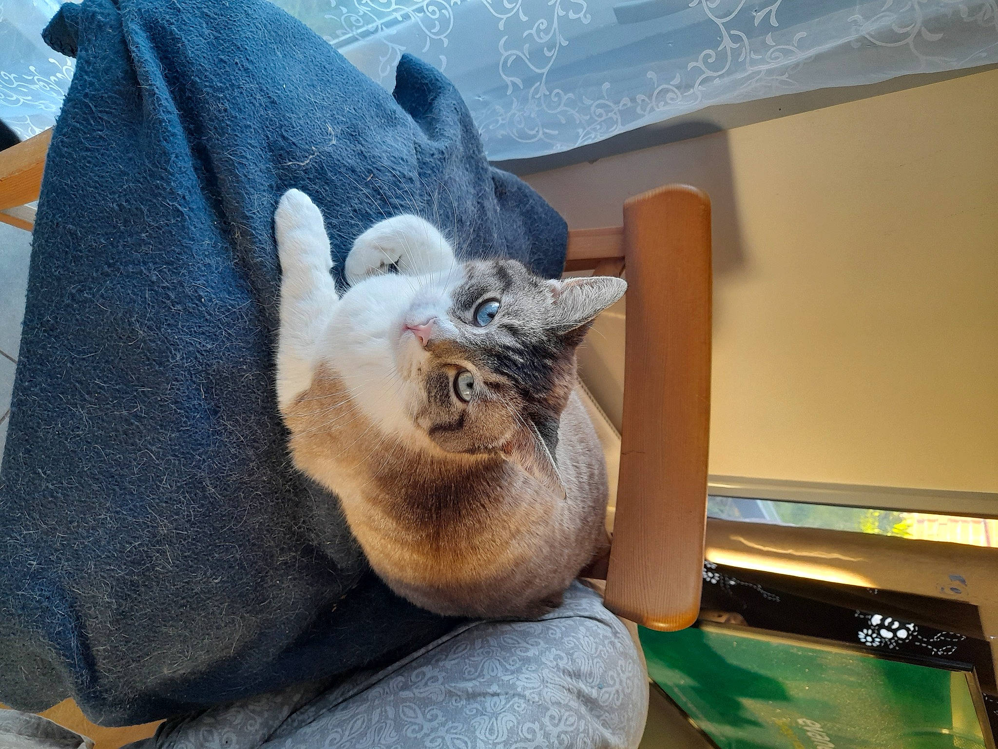 Pepsie a rejoint le concours — aidez-le/la à gagner de superbes lots ! carnivore, cat, cat_supply, claw, comfort, companion_dog, domestic_short_haired_cat, fawn, felidae, fur, grey, mammal, nap, paw, room, sleep, small_to_medium_sized_cats, tail, whiskers, wood