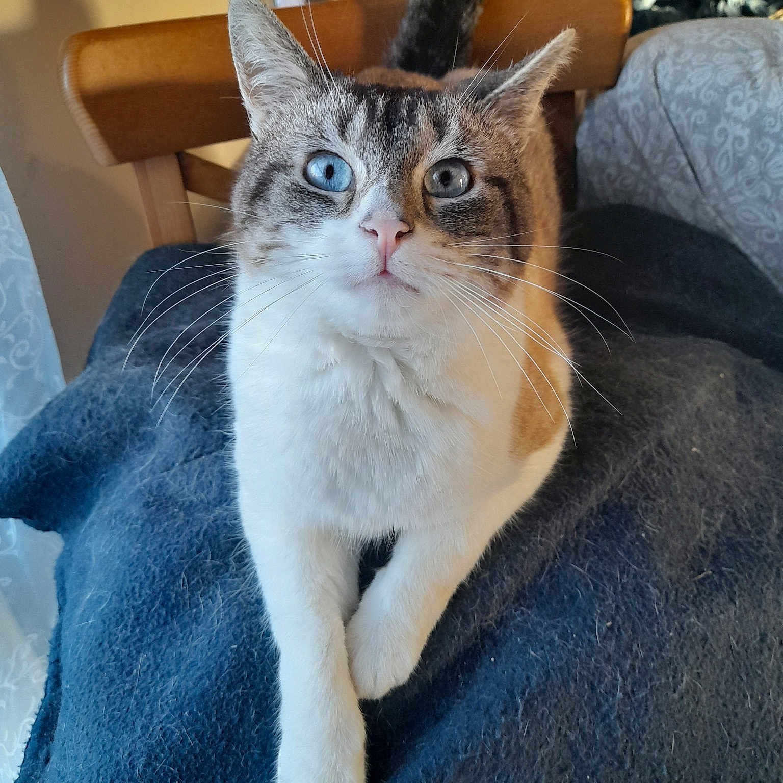 Pepsie