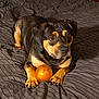dog, pet, toy, orange_ball, bed, striped_bedspread, paws, black_coat, tan_coat, indoor, animal, cute, playful, resting, furry, canine, domestic_animal, companion, alert, lying_down