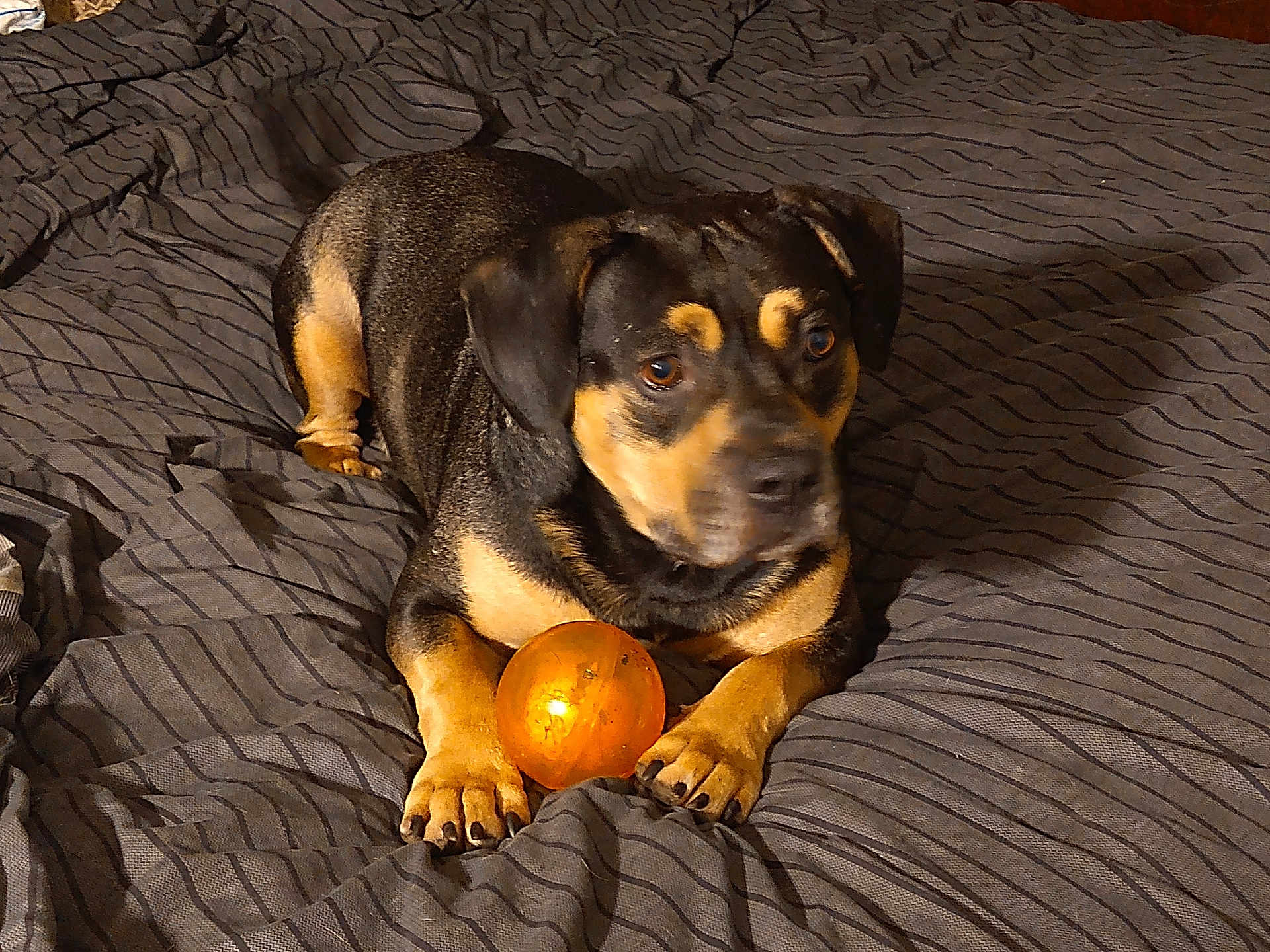 Knucklehead is registered to the contest to win money with this photo: dog, pet, toy, orange_ball, bed, striped_bedspread, paws, black_coat, tan_coat, indoor, animal, cute, playful, resting, furry, canine, domestic_animal, companion, alert, lying_down